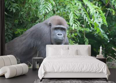 Closeup of a brown gorilla with a thoughtful look and funny position lying on the grass Wall mural