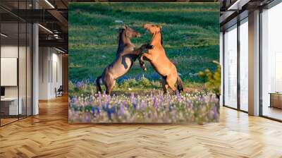 Wild Mustangs Playing 1z Wall mural