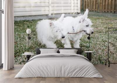 Two young west highland white terriers Wall mural