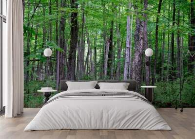 green tree leaves in the forest Wall mural