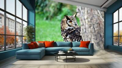 Bubo bubo - Grand-duc d'Europe Wall mural