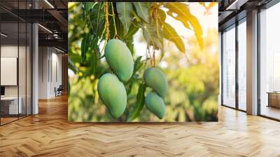 Closeup of mangoes hanging on the tree Wall mural