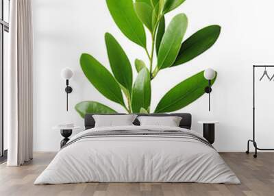 green plant isolated on white background Wall mural