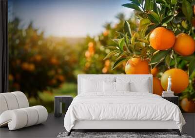 selective focus of ripe oranges hanging from an orange tree citrus t sinensis in an expansive orange grove with blurred background Wall mural