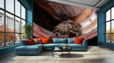 Giant moth Wall mural