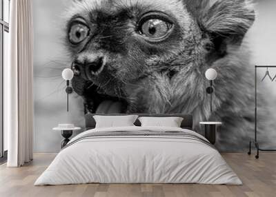 Portrait photo shot of a screaming lemur Wall mural