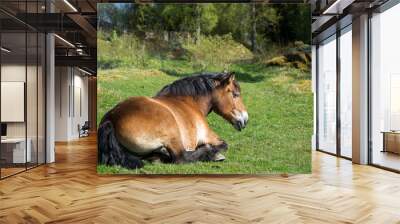 Ardennes horse resting at springtime in the Swedish countryside Wall mural