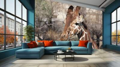 girafe Wall mural