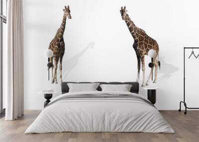 girafes Wall mural