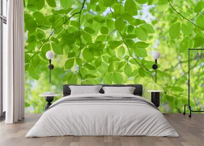 Close up pictures of lush green young leaves on a sunny day in the woods in the beginning of spring, when nature wakes up to bloom with sunlight peeking through the leaves and trees.  Wall mural