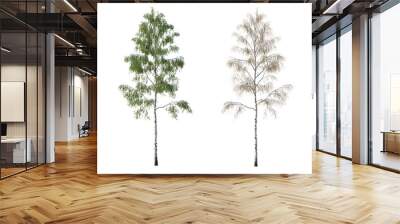 2 in 1 Summer and Autumn set of Birch trees betula trees isolated png in sunny daylight on a transparent background perfectly cutout
 Wall mural