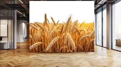 A close-up view of a golden wheat field at sunset, with the sun shining through the stalks Wall mural