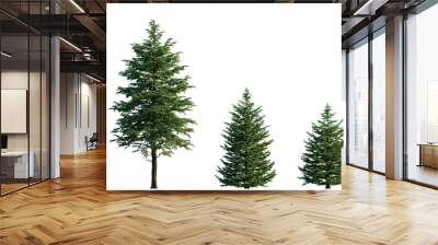 Abies concolor frontal set (the white, concolor, or Colorado fir) Pine-tree big tall tree isolated png on a transparent background perfectly cutout Pine Wall mural