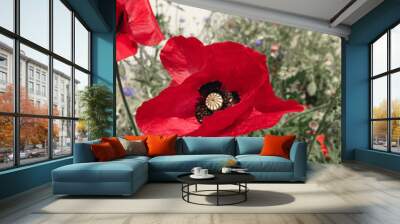 Red Color Poppy flower plants at field on summer Wall mural