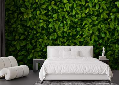 background with leaves Wall mural