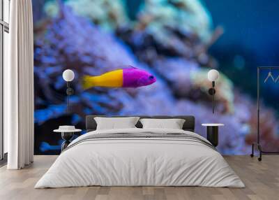 beautiful exotic fish swim in the pool Wall mural