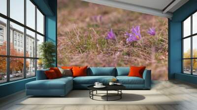 Beautiful purple spring flower in the meadow - Pulsatilla grandis. Wall mural