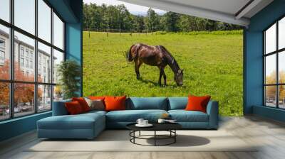 The horse in the corral on the green grass grazes. In the background are trees and blue sky. Wall mural