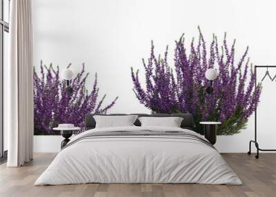 Calluna vulgaris (common, scotch, scottish heather, ling, heather) shrub plant set frontal bush isolated png on a transparent background perfectly cutout
 Wall mural