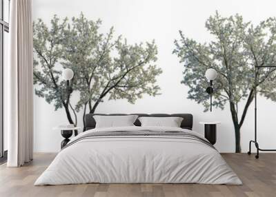 Cherry trees sakura white blossoming frontal set street summer trees medium and small isolated png on a transparent background perfectly cutout (Prunus cerasus, Prunus avium) Wall mural