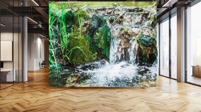 Clean mountain river in the green grass in summer Wall mural