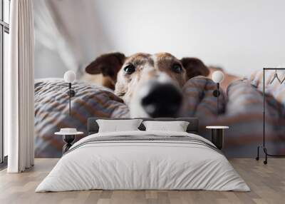 close up portrait of a rescued dog, greyhound Wall mural