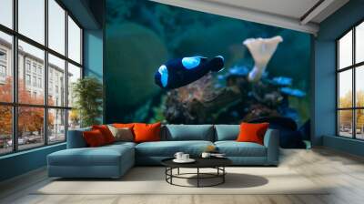 clown fish swims in an aquarium with lights and other fish Wall mural