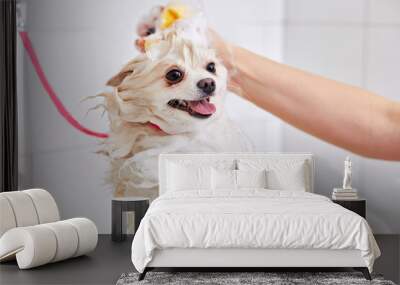 cropped skilled groomer carefully wash the dog in bath, before grooming procedure. little puppy spitz get used to such procedures, dog pet behaves calmly in contact with water Wall mural