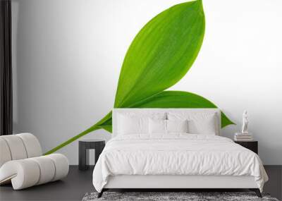 Green leaf lily of the valley isolated on white background. Wall mural