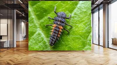 Ladybug larva on green leaf Wall mural