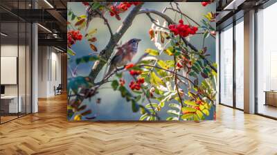 Sparrow perching on rowan tree branch Wall mural