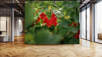 On the branch bush berries are ripe redcurrant (Ribes rubrum) Wall mural