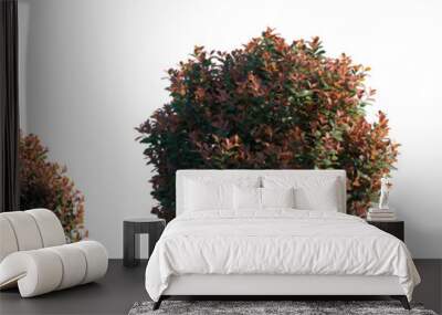 Photinia × fraseri shrub and tree rose family flowering pink red bush shrub isolated png on a transparent background perfectly cutout (Fraser, Red-Tip Photinia) Wall mural