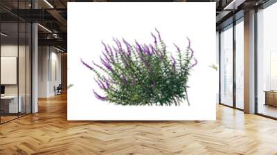 Rosemary and  Salvia leucantha (Salvia rosmarinus, Rosmarinus officinalis, mexican) plant set frontal bush plant isolated png on a transparent background perfectly cutout
 Wall mural