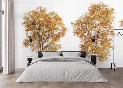 Set of 4 autumn large and medium Ash Fraxinus trees isolated png on a transparent background perfectly cutout Wall mural