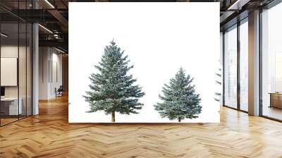 Set of 4 picea pungens colorado blue spruce evergreen pinaceae needled tree isolated png on a transparent background perfectly cutout  Wall mural