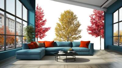 Set of 6 various street autumn trees (Quercus rubra, platanus, maple) big and medium isolated png on a transparent background perfectly cutout  Wall mural