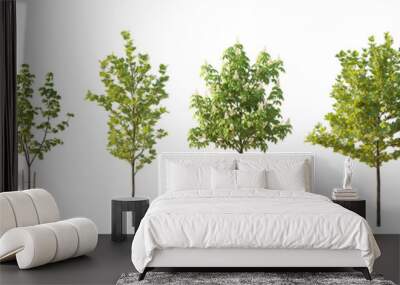 Set of 6 various street summer trees (Chestnut, Quercus rubra, platanus, maple) medium and small isolated png on a transparent background perfectly cutout  Wall mural