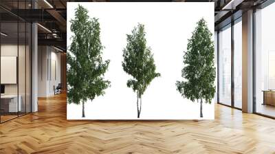 Set of Birch trees betula trees isolated png in sunny daylight on a transparent background perfectly cutout
 Wall mural