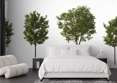 Set of middle and small trees sycamore platanus maple street trees in overcast light isolated png on a transparent background perfectly cutout Wall mural