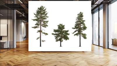 Set of Pinus sylvestris Scotch pine big tall tree isolated png on a transparent background perfectly cutout in overcast light Pine Pinaceae pine Baltic Pine fir Wall mural