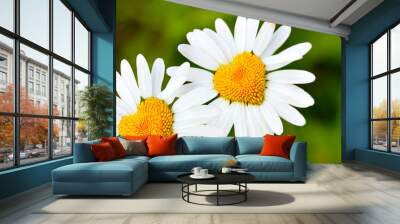 daisies with heart Wall mural