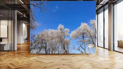 Snow-covered trees I on the background of the blue sky Wall mural