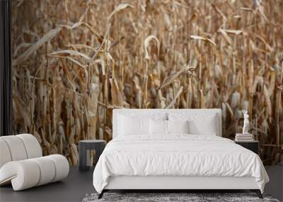 unharvested corn field. autumn Wall mural