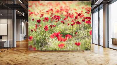 Red flowers in a meadow blurred during the Darom Adom (Red South) festival in the Negev desert in the springtime. Flower field Wall mural