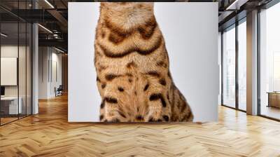 Young cute lovely bengal cat on white background, studio shot. beautiful cat look at side, copy space for advertisement. portrait Wall mural