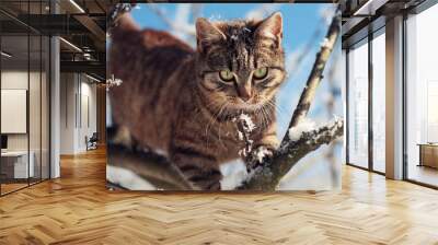 young tabby cat in winter on snowy branch tree, sunny day Wall mural