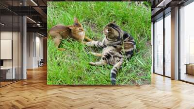 Abyssinian cat and Scottish fold cat play on the grass Wall mural