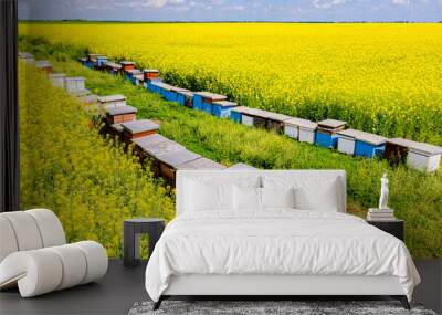 Above view on row of beehives, apiary, bee farm between two fields of oilseed rape in blooming Wall mural