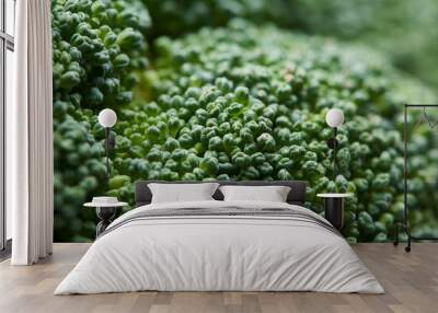 Broccoli macro. Soft background Wall mural